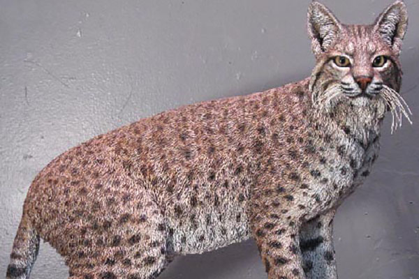 bobcat