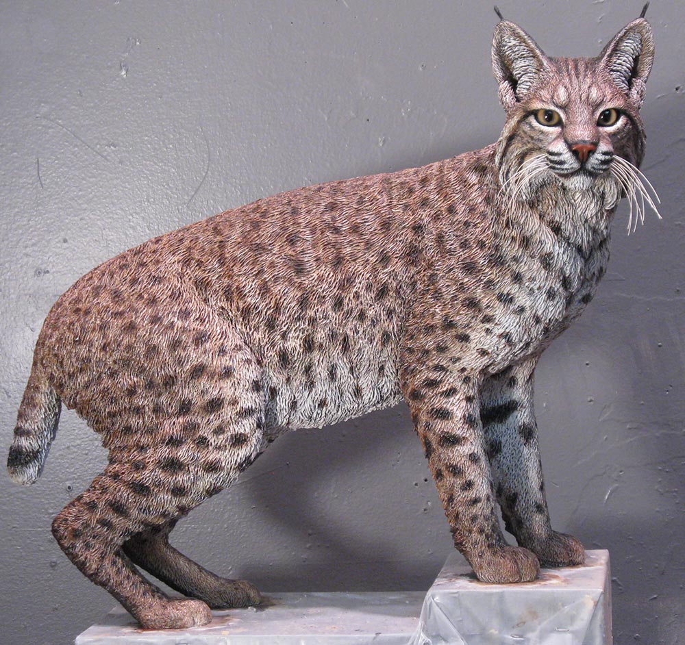 bobcat