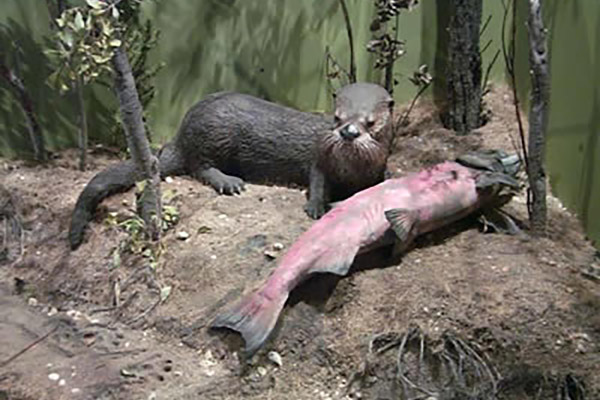 otter with salmon